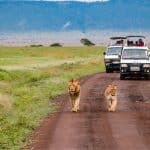 lions on safari in kenya